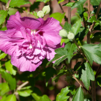 EbeRot Hibiscus bearb