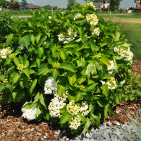 Hortensie
