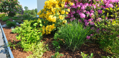 WeiHue Rhododendren bearb