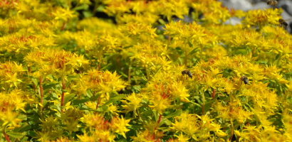 WeiHue SedumFloriferum bearb