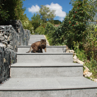 Natursteintreppe bearb