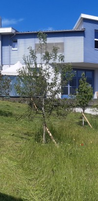 diet blumenwiesenpflege bearb